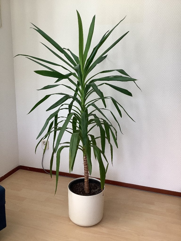Yucca 1,70 mtr hoog, Ophalen, Halfschaduw, Yucca, 150 tot 200 cm