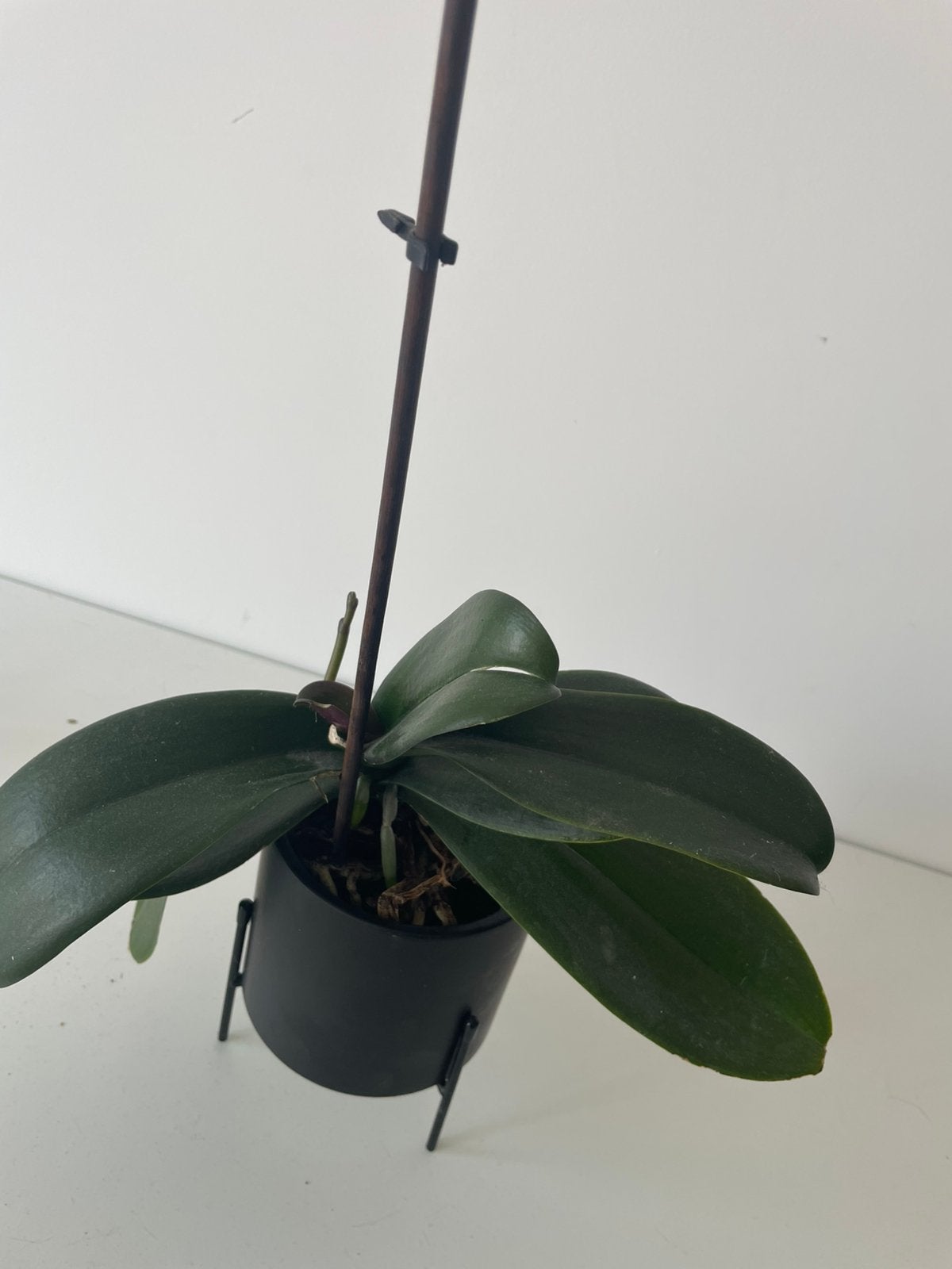 Orchidee - Phalaenopsis, Ophalen, Overige soorten, Halfschaduw, In pot