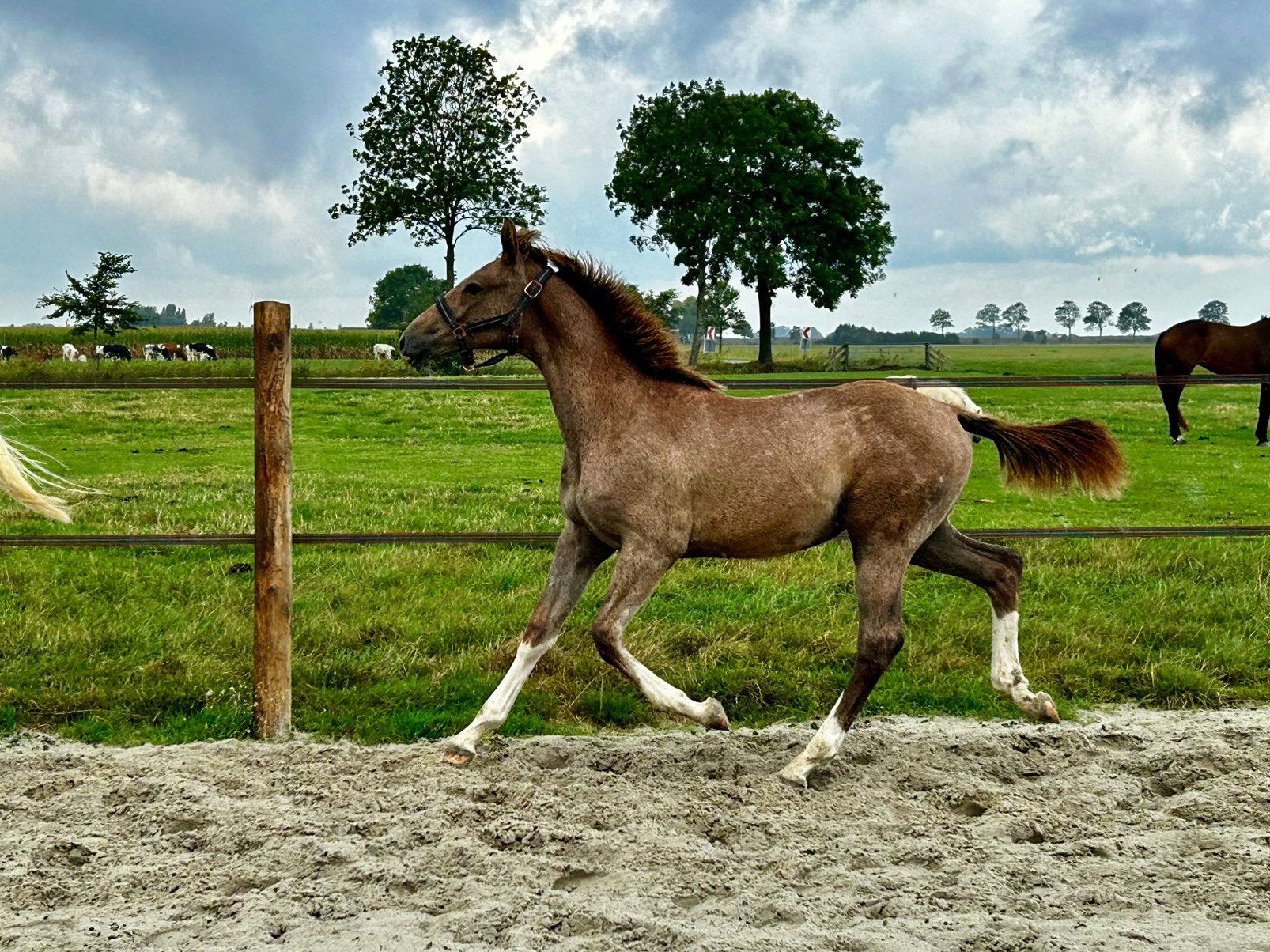 Te koop: prachtig en veelbelovend merrieveulen!, Dieren en Toebehoren, Paarden, Merrie, Springpaard, Met stamboom, 0 tot 2 jaar