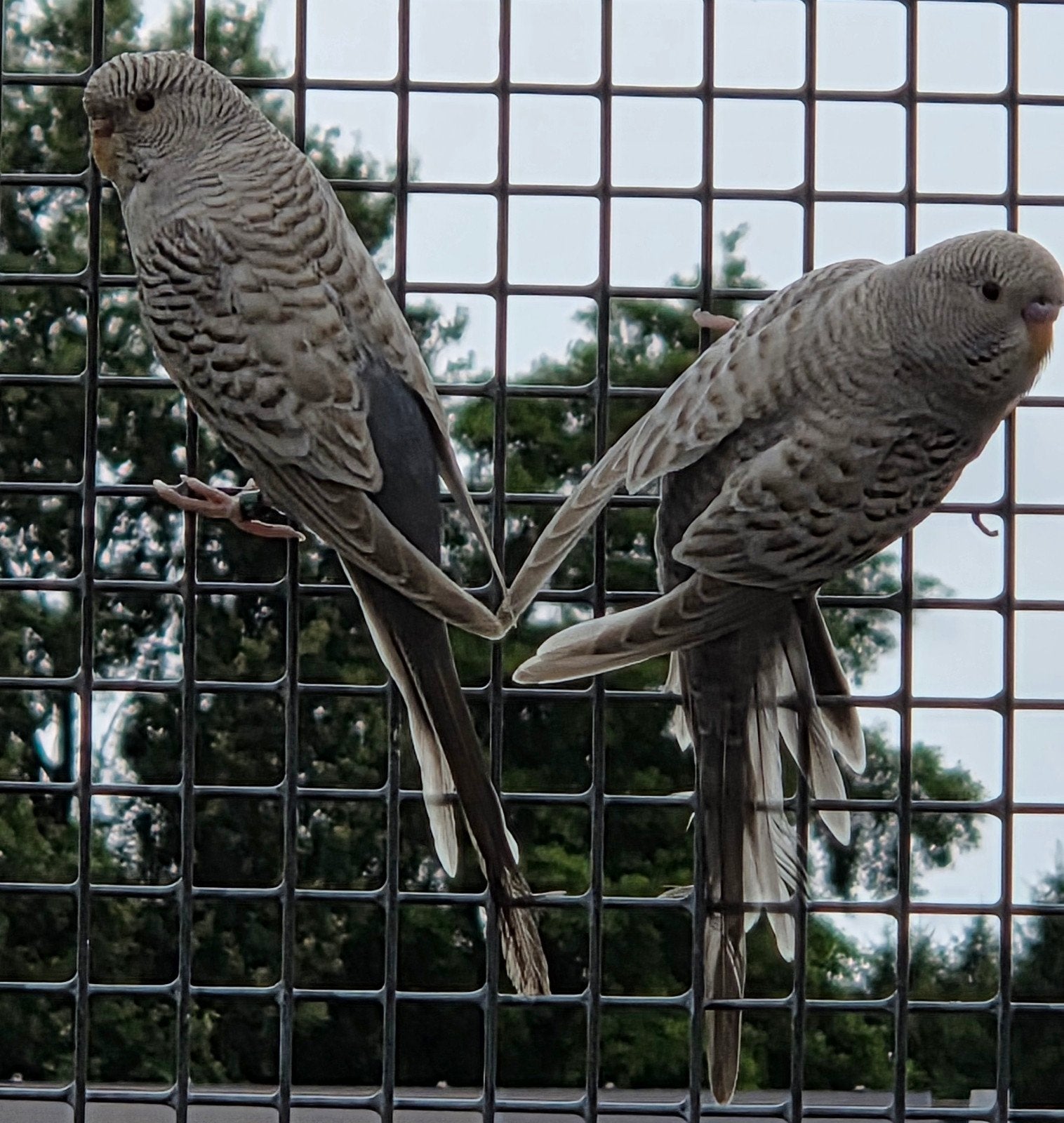 blackface dunfalo moeder 2025 en jong 2026 125 euro, Dieren en Toebehoren, Vogels | Parkieten en Papegaaien, Meerdere dieren, Parkiet