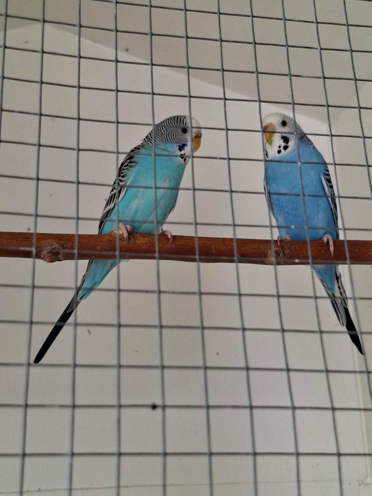 mooie popen te koop, Dieren en Toebehoren, Vogels | Parkieten en Papegaaien, Vrouwelijk, Parkiet, Tam