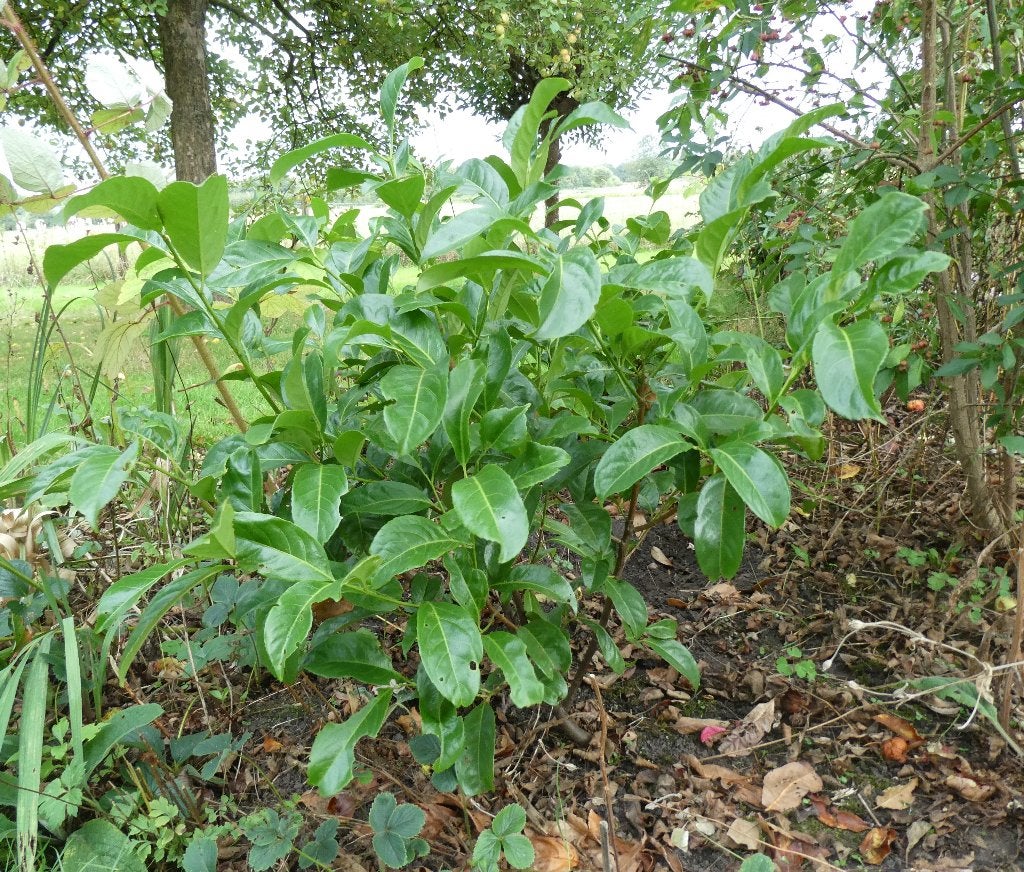 Laurier (Prunus laurocerasus), Ophalen, Laurier, Struik, Minder dan 100 cm