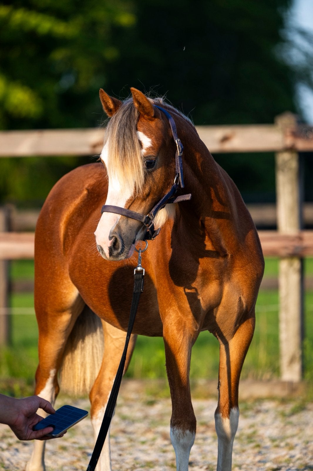 Welsh A Jaarling Merrie van Knolton Tropicana, Dieren en Toebehoren, Merrie, Niet van toepassing, 0 tot 2 jaar