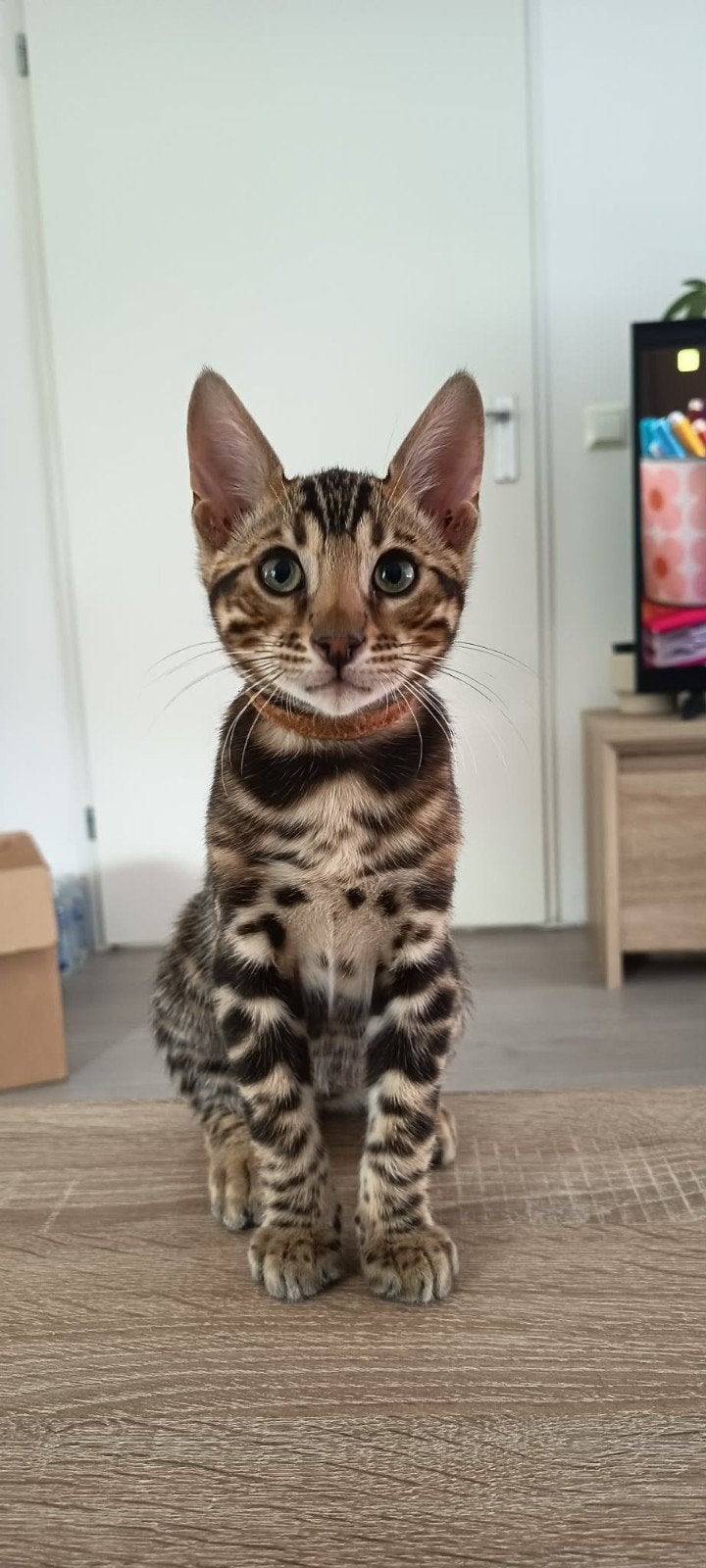 Bengaals ras ,kleur Brown (Black) spotted, Dieren en Toebehoren