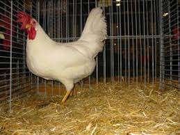 Witte Leghorn haan!, Mannelijk, Kip