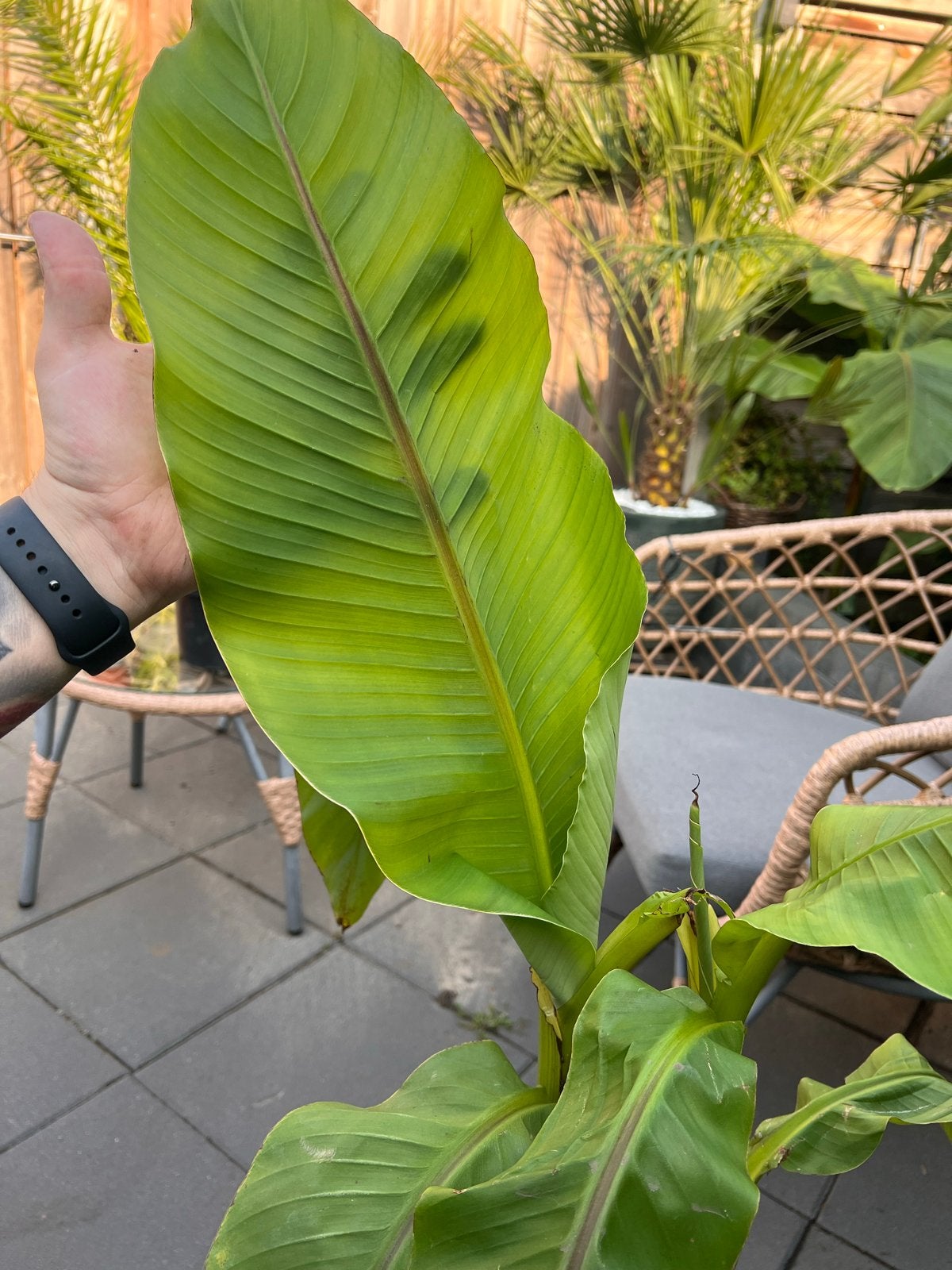 Winterharde Musa Basjoo bananenbomen - Tropische sfeer!, Tuin en Terras, Volle zon, Vaste plant, Bloeit niet, Ophalen