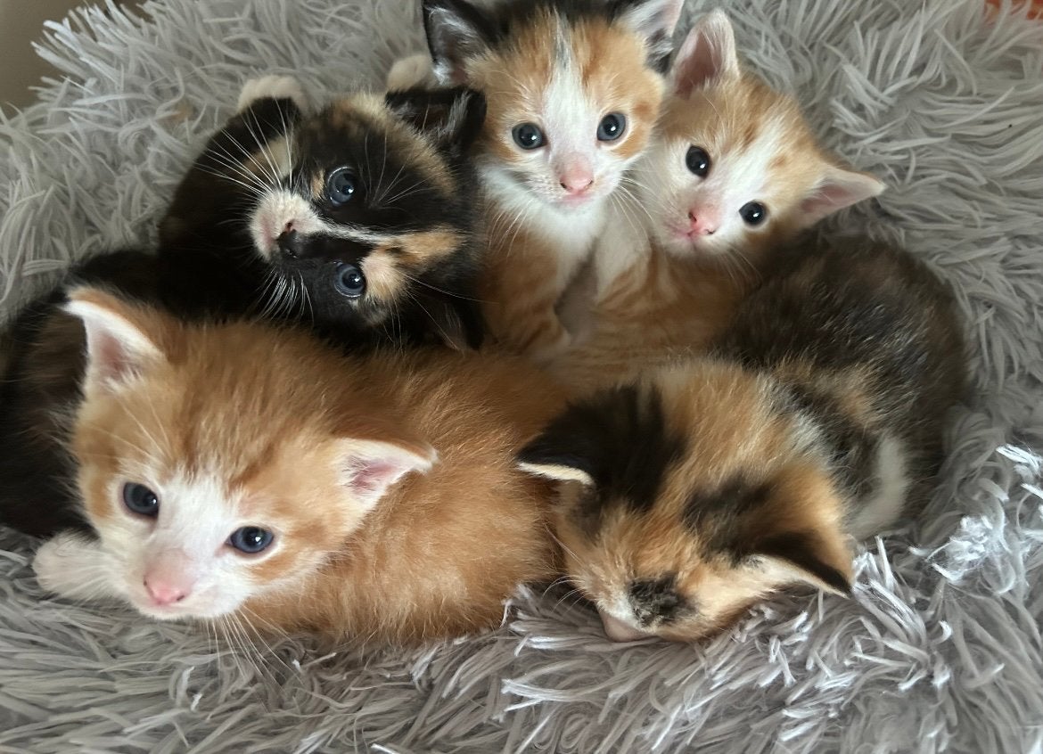 Kitten, Meerdere dieren, Kortharig, 0 tot 2 jaar