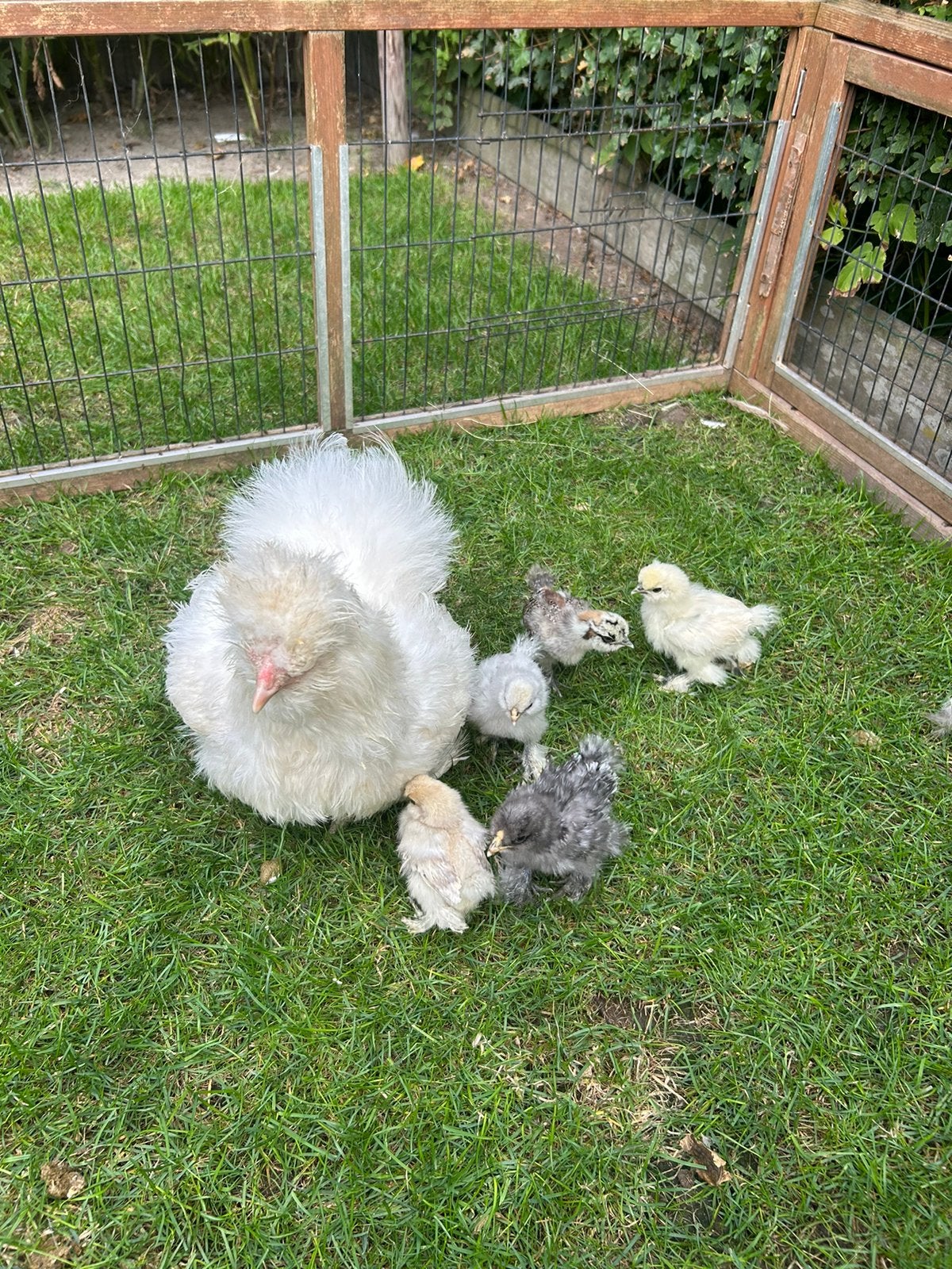USA zijdehoen hen met 5 kuikens, Vrouwelijk, Kip