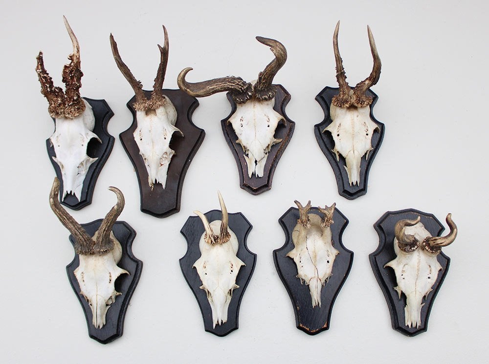 OPRUIMING : 8 x REE GEWEI op houten schild - deels abnorm