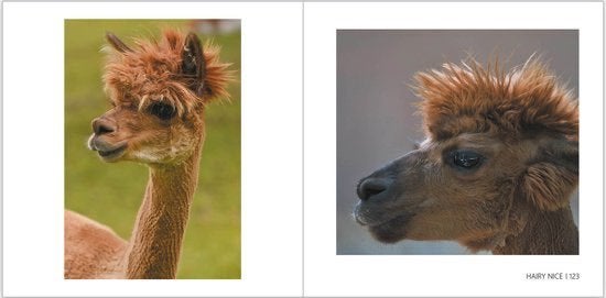 Awesome Alpacas - Fotoboek - Alpaca - GRATIS VERZENDING, Boeken, Verzenden, Nieuw