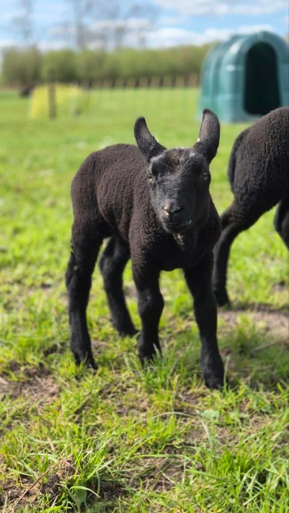 Zwarte ram, Dieren en Toebehoren, Schapen, Geiten en Varkens, Mannelijk, Schaap, 0 tot 2 jaar