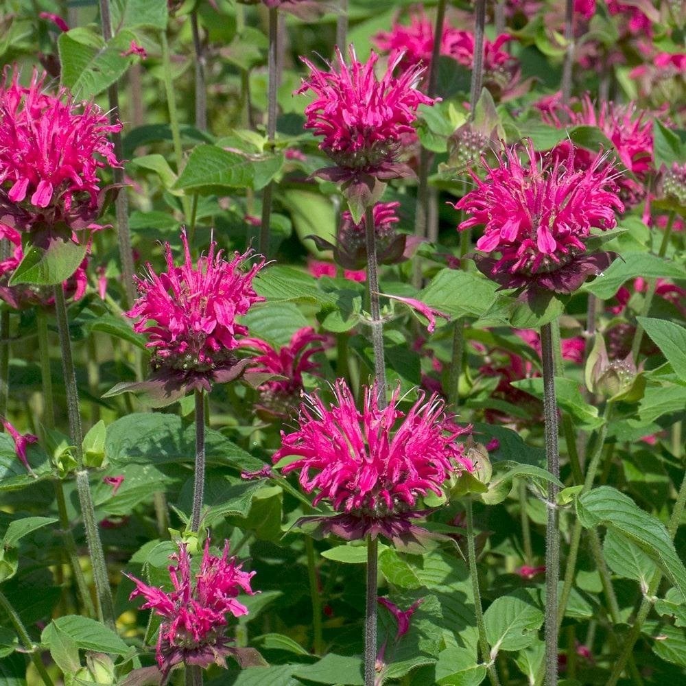 Zaden Monarda Pink Lace, Ophalen of Verzenden, Volle zon