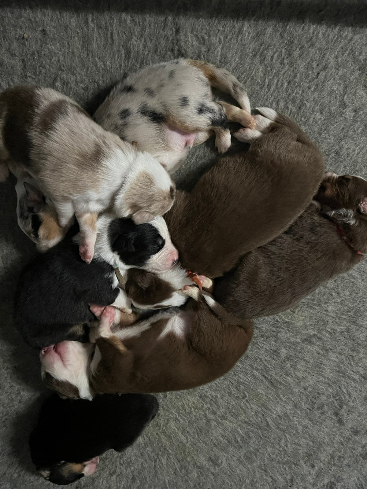 Australian shepherd pups, 8 tot 15 weken, Geslacht onbekend, Parvo, Meerdere
