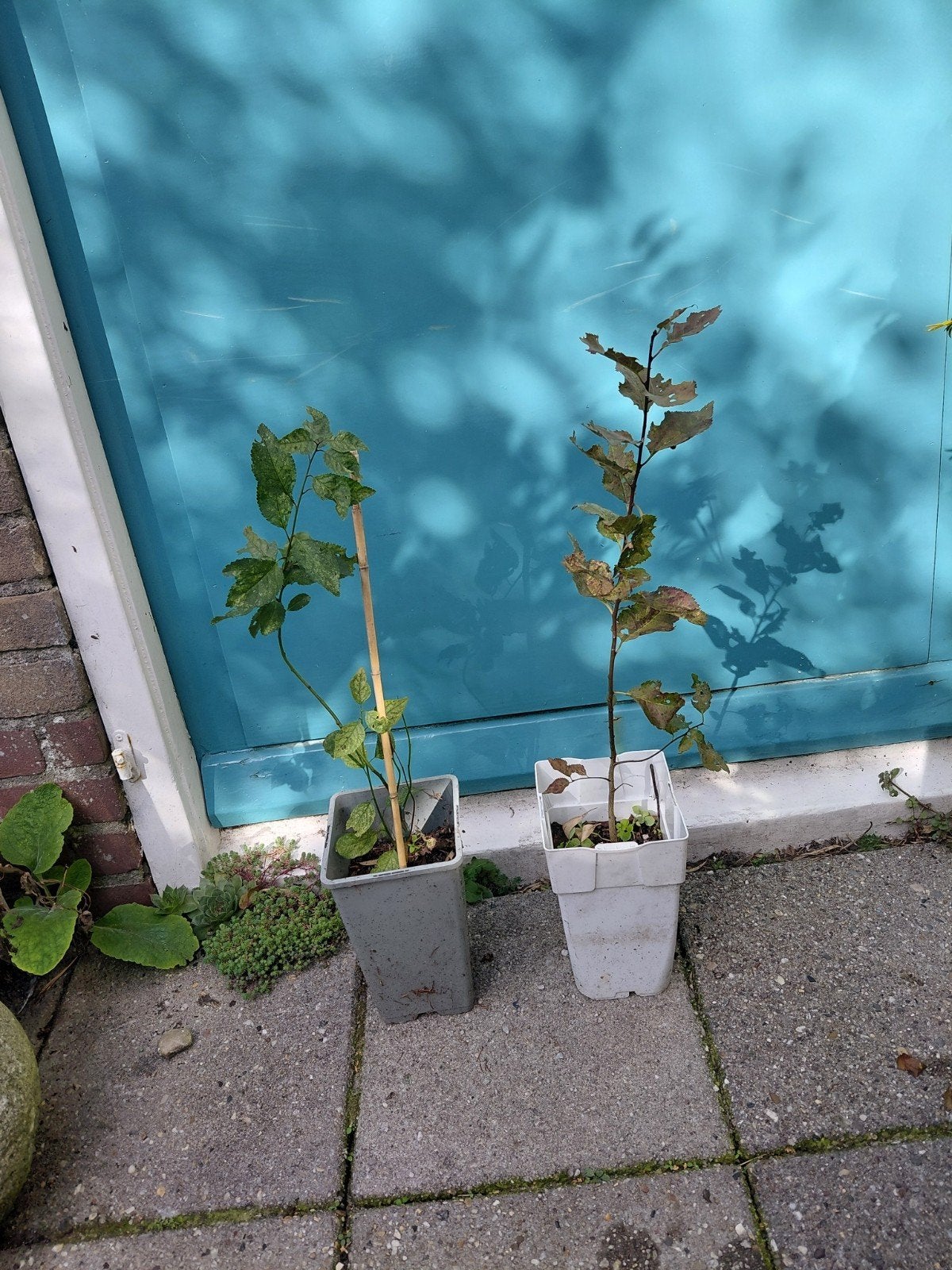 kersenPruim - Rood en Geel, Ophalen, Minder dan 100 cm, Lente, Volle zon