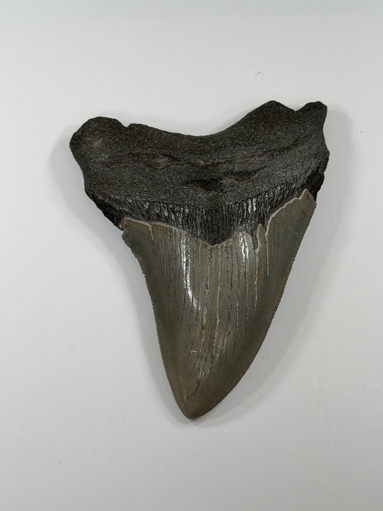 Megalodon tand XL -Nergens goedkoper #9, Ophalen of Verzenden, Fossiel