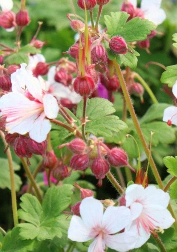 Geranium macrorrhizum P9 - Bodembedekker, Bodembedekkers, Vaste plant, Ophalen of Verzenden, Halfschaduw