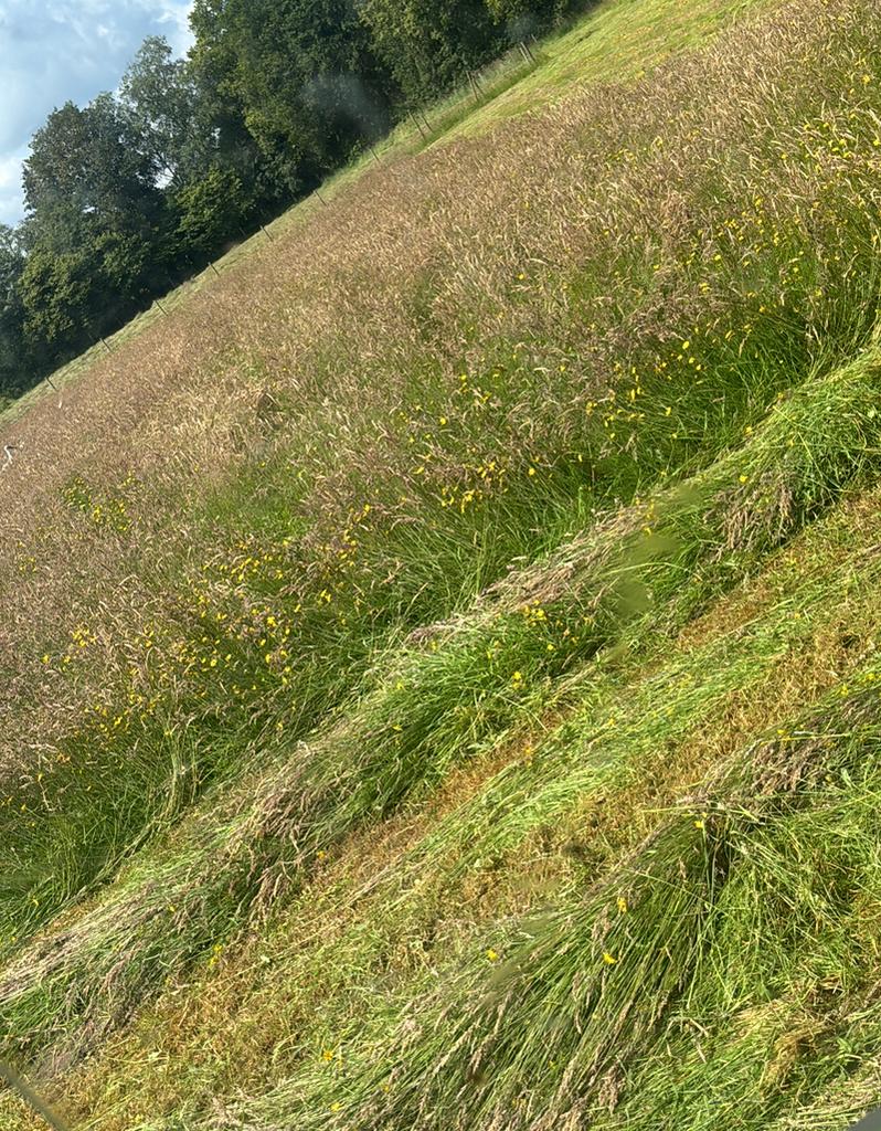 Gezocht grasland landbouwgrond gevraagd grasland te huur, Dieren en Toebehoren, Stalling en Weidegang, Weidegang