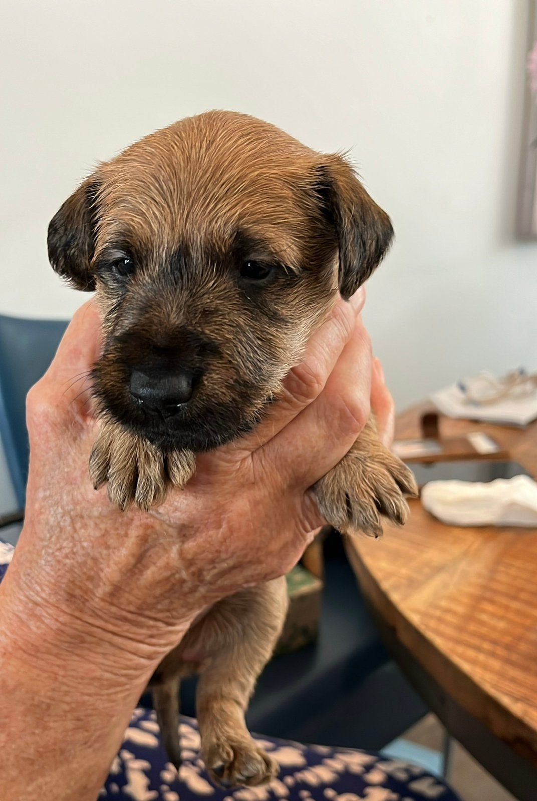 Pups Ierse terrier, Dieren en Toebehoren, Parvo, 8 tot 15 weken, Meerdere, Nederland