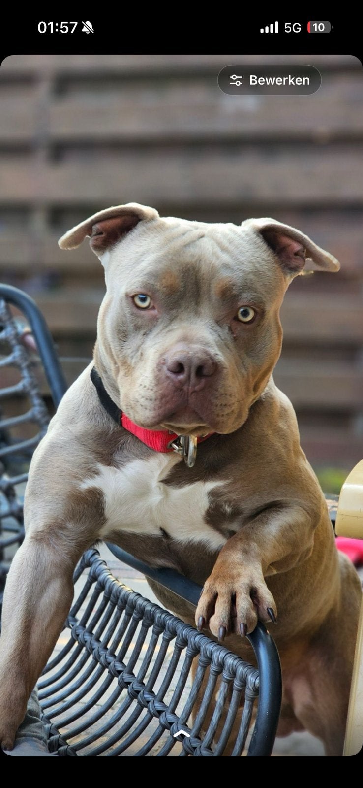 Bully/pitbull dekreu, Reu, Eén hond, CDV (hondenziekte), 3 tot 5 jaar