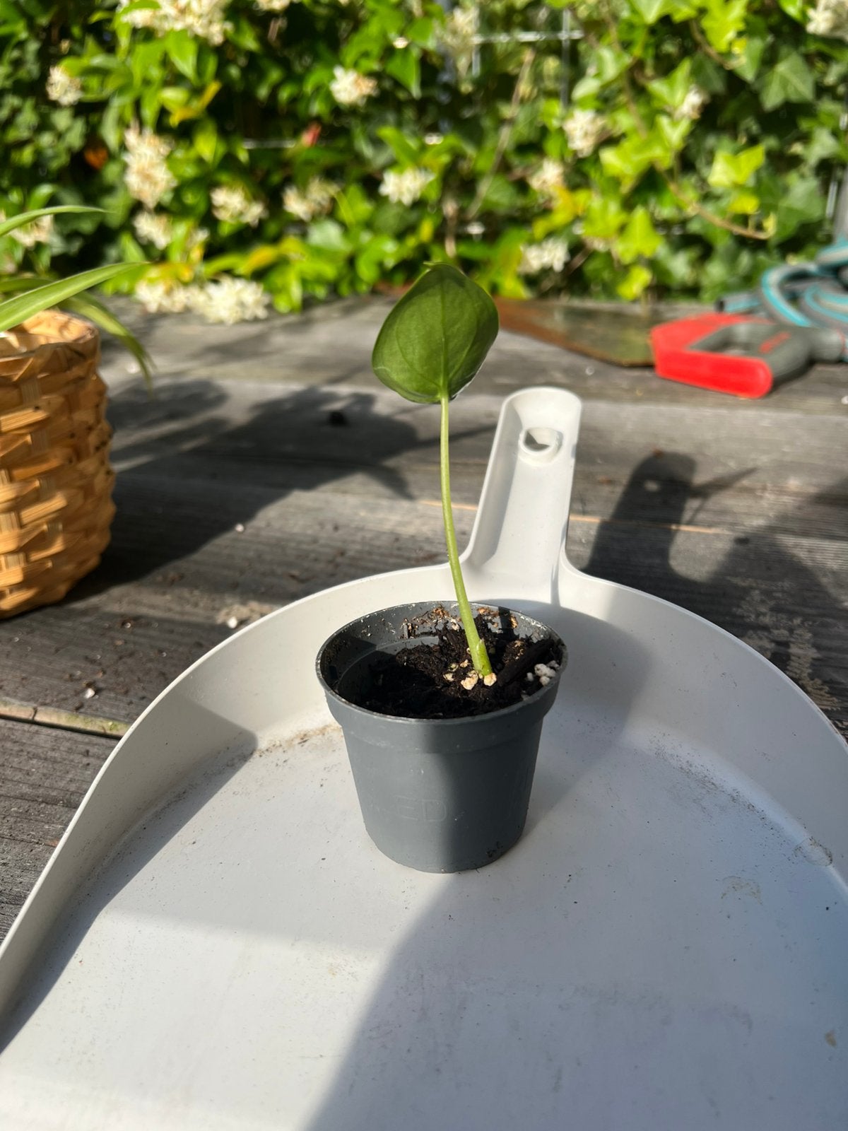 Alicasia stekje, Huis en Inrichting, Kamerplanten, Ophalen, Halfschaduw, Minder dan 100 cm