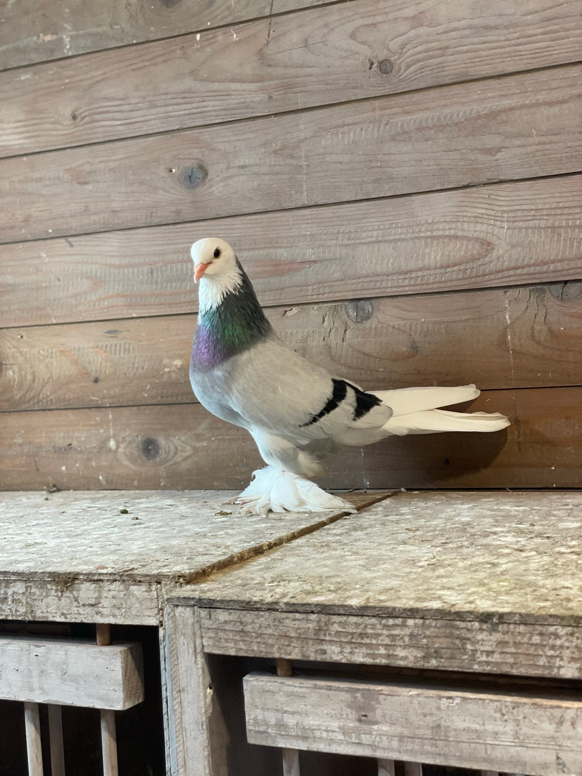 Takla duiv doffer, Dieren en Toebehoren, Vogels | Overige Vogels