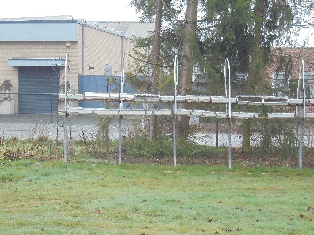 aardbeien stelling, Ophalen, Volle zon, Vaste plant, Zomer