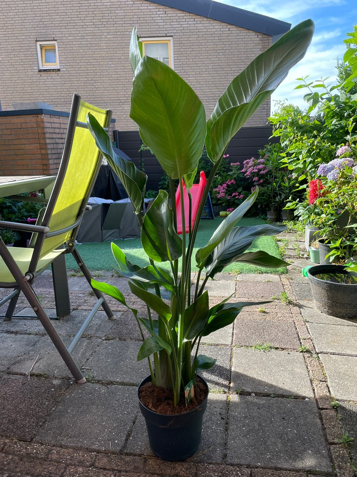 Strelitzia nicolai, Tuin en Terras, Ophalen, Overige soorten, Volle zon