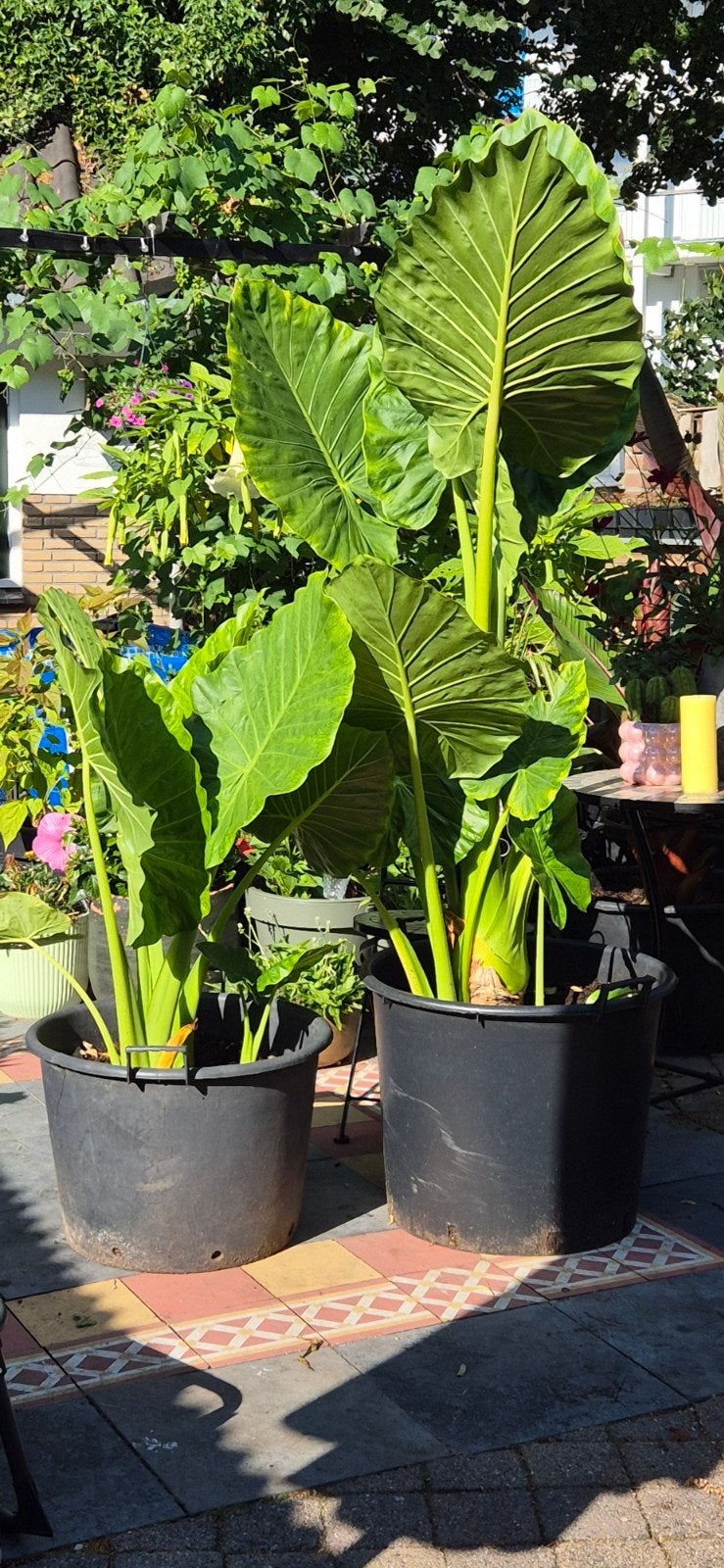 prachtige alocasia macrorrhiza in 90 liter pot, Ophalen, Overige soorten, Volle zon