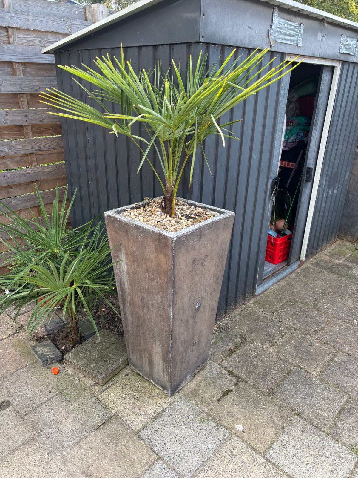 Palmboom, Tuin en Terras, Planten | Bomen, 100 tot 250 cm, Zomer, Palmboom, Ophalen