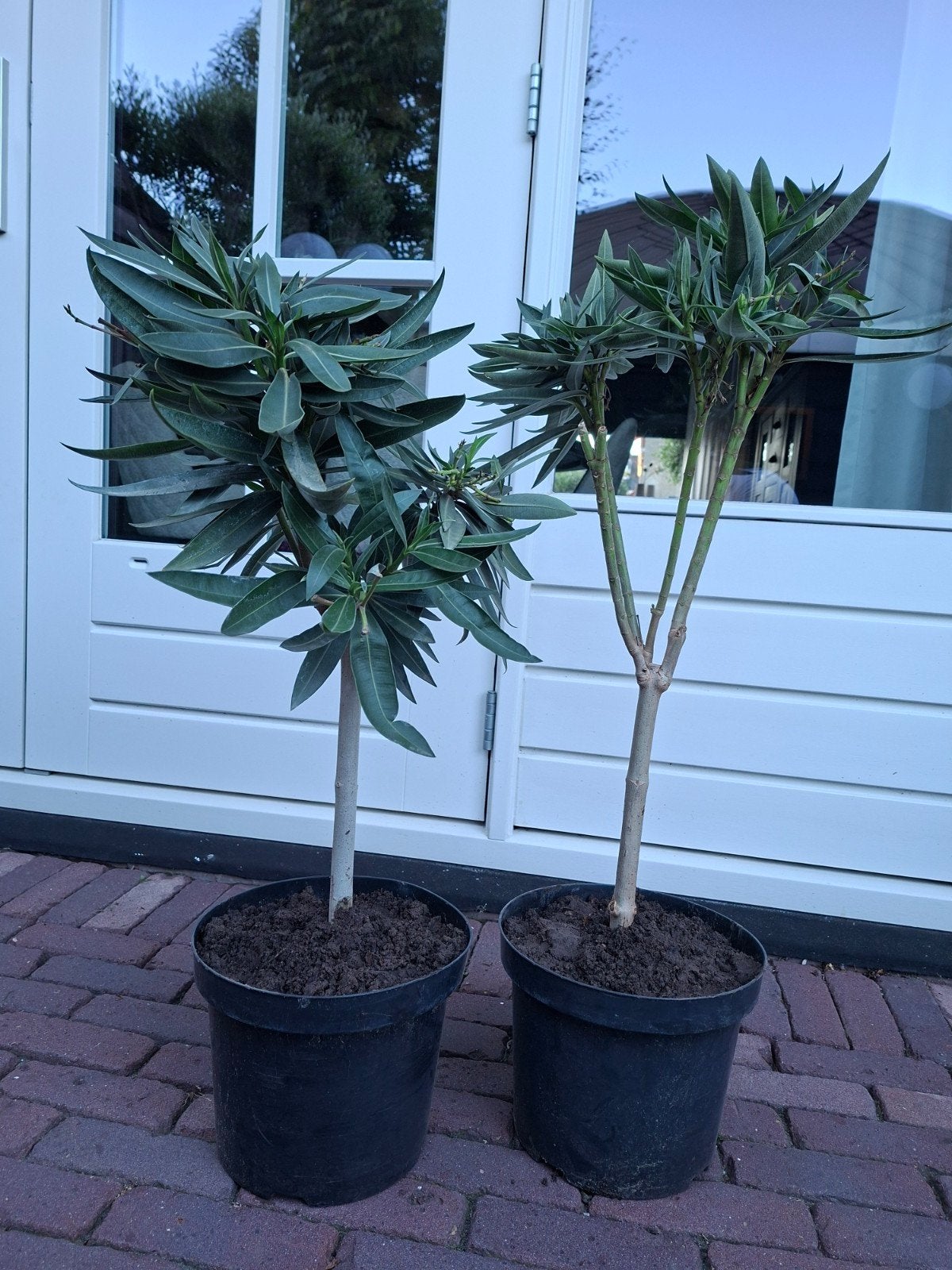 2 x orleander 80 hoog samen 22.50, Tuin en Terras, Planten | Bomen, Ophalen, Volle zon, Overige soorten, 100 tot 250 cm