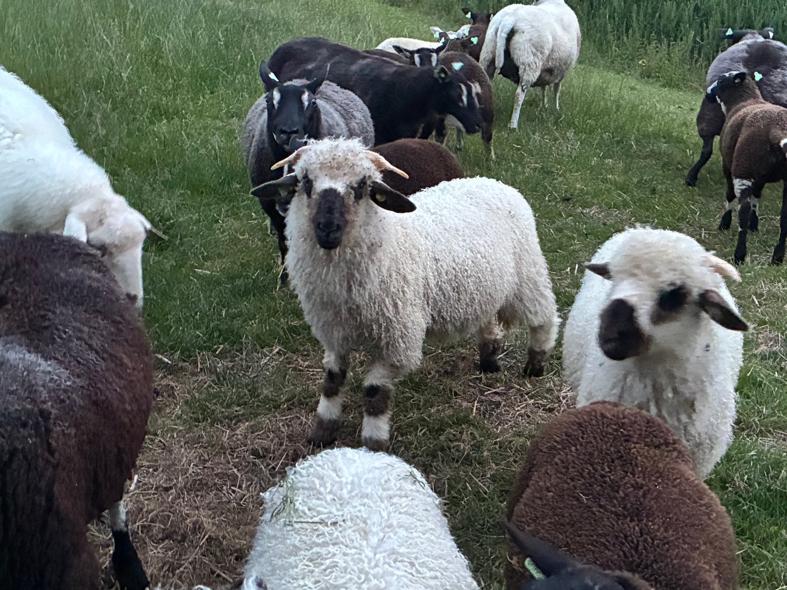 Walliser Schwarznase, Mannelijk, Schaap