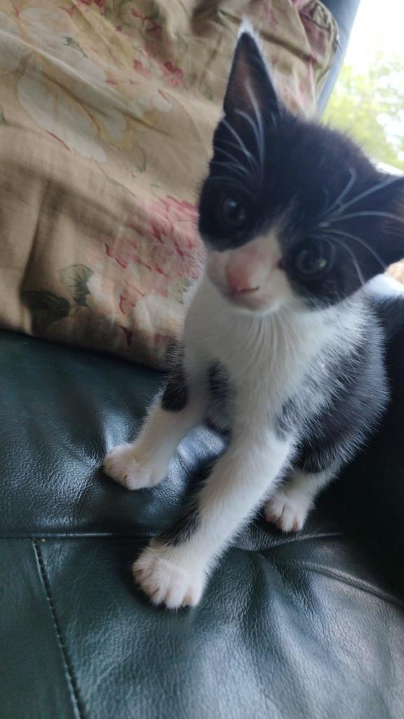 Kittens, Kater