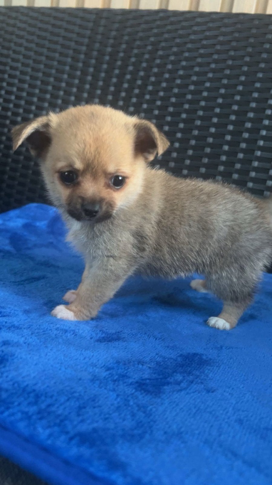 hele mooie pomchi teefje en reutje reserveren, Parvo, Keeshond, Reu, 8 tot 15 weken
