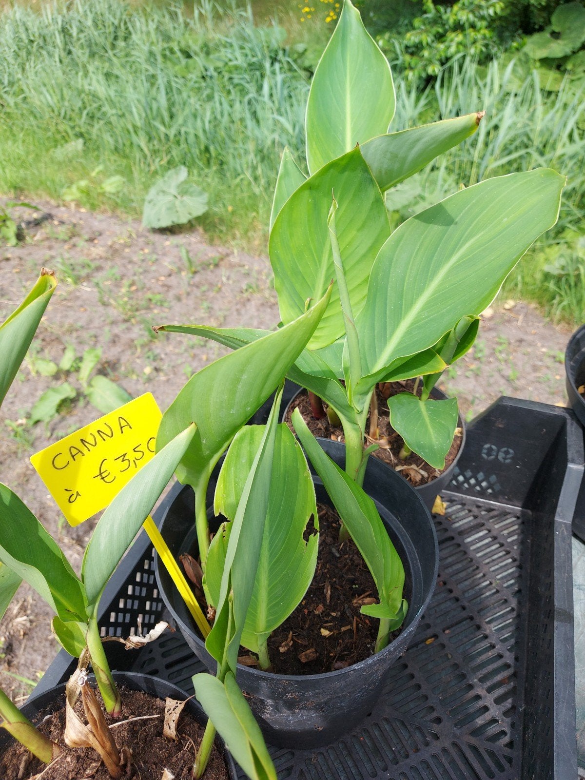 Canna, Tuin en Terras, Planten | Tuinplanten, Volle zon, Vaste plant, Zomer, Ophalen