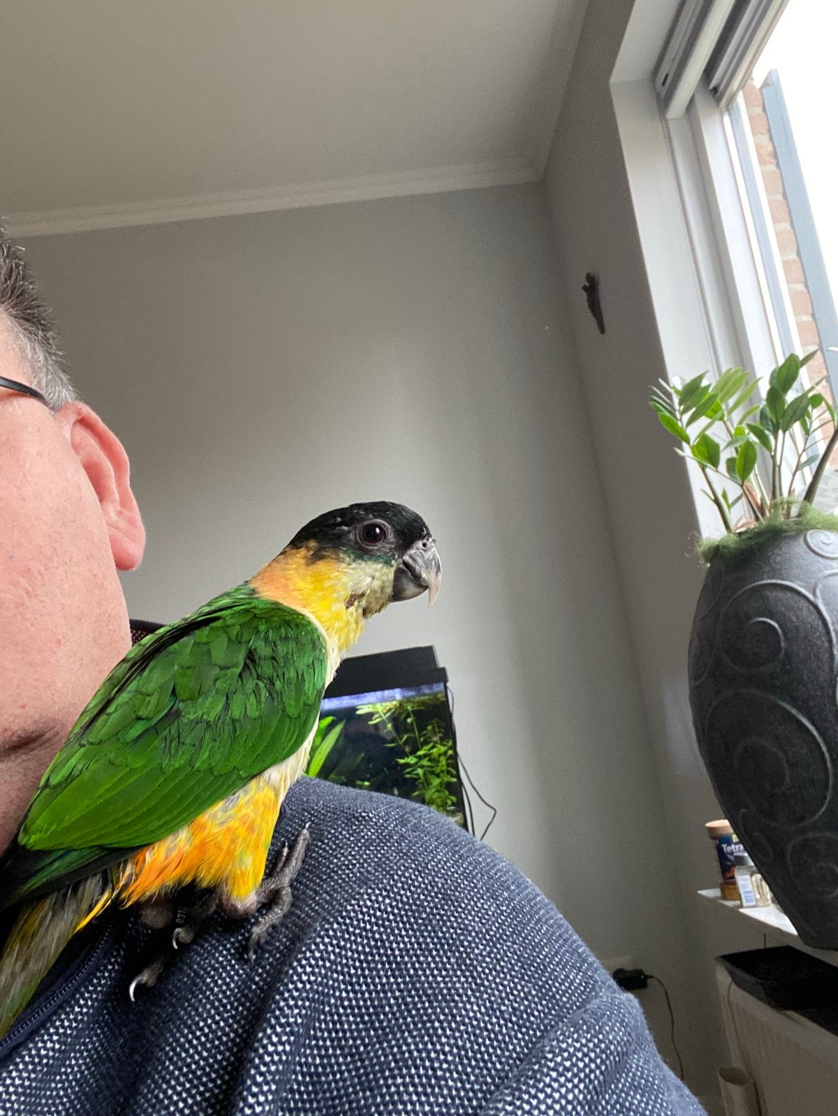 Zwartkop caique, Dieren en Toebehoren, Vogels | Parkieten en Papegaaien, Mannelijk, Papegaai, Tam