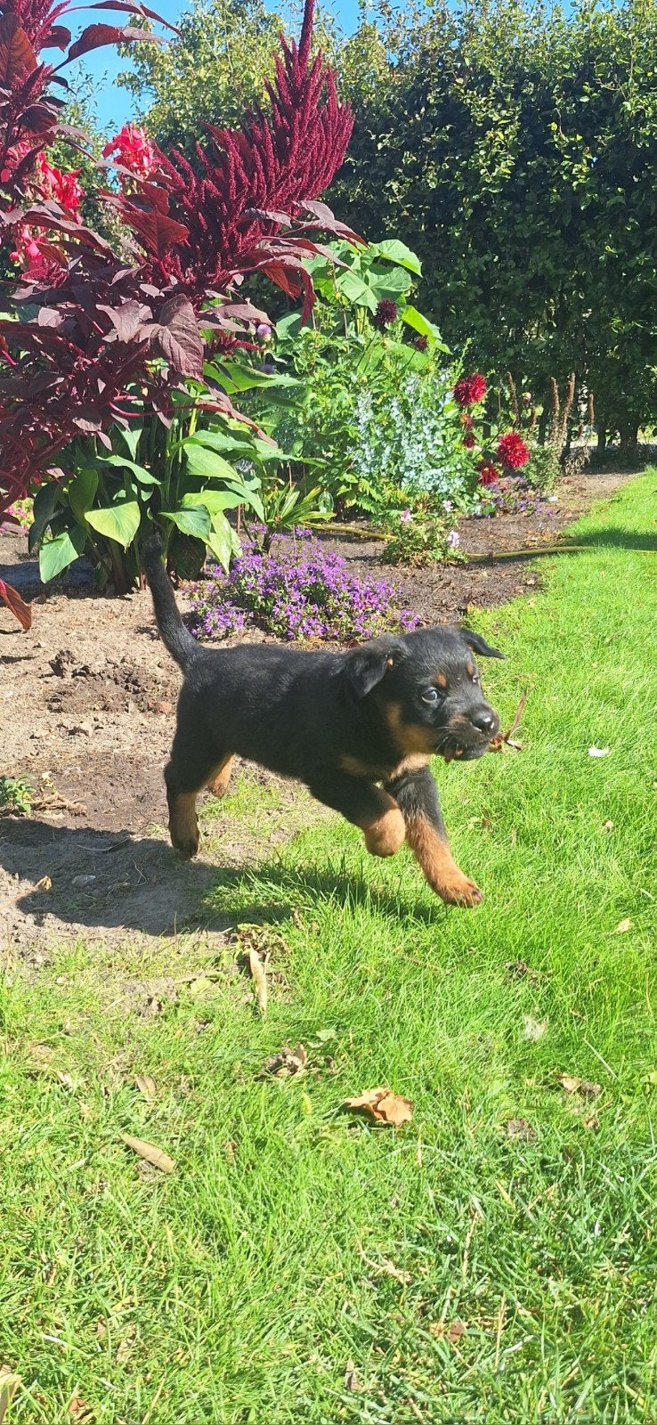 Kleine bodyguards verwacht - Rottweiler pups!, Dieren en Toebehoren, 8 tot 15 weken, Meerdere, Meerdere dieren, Rottweiler
