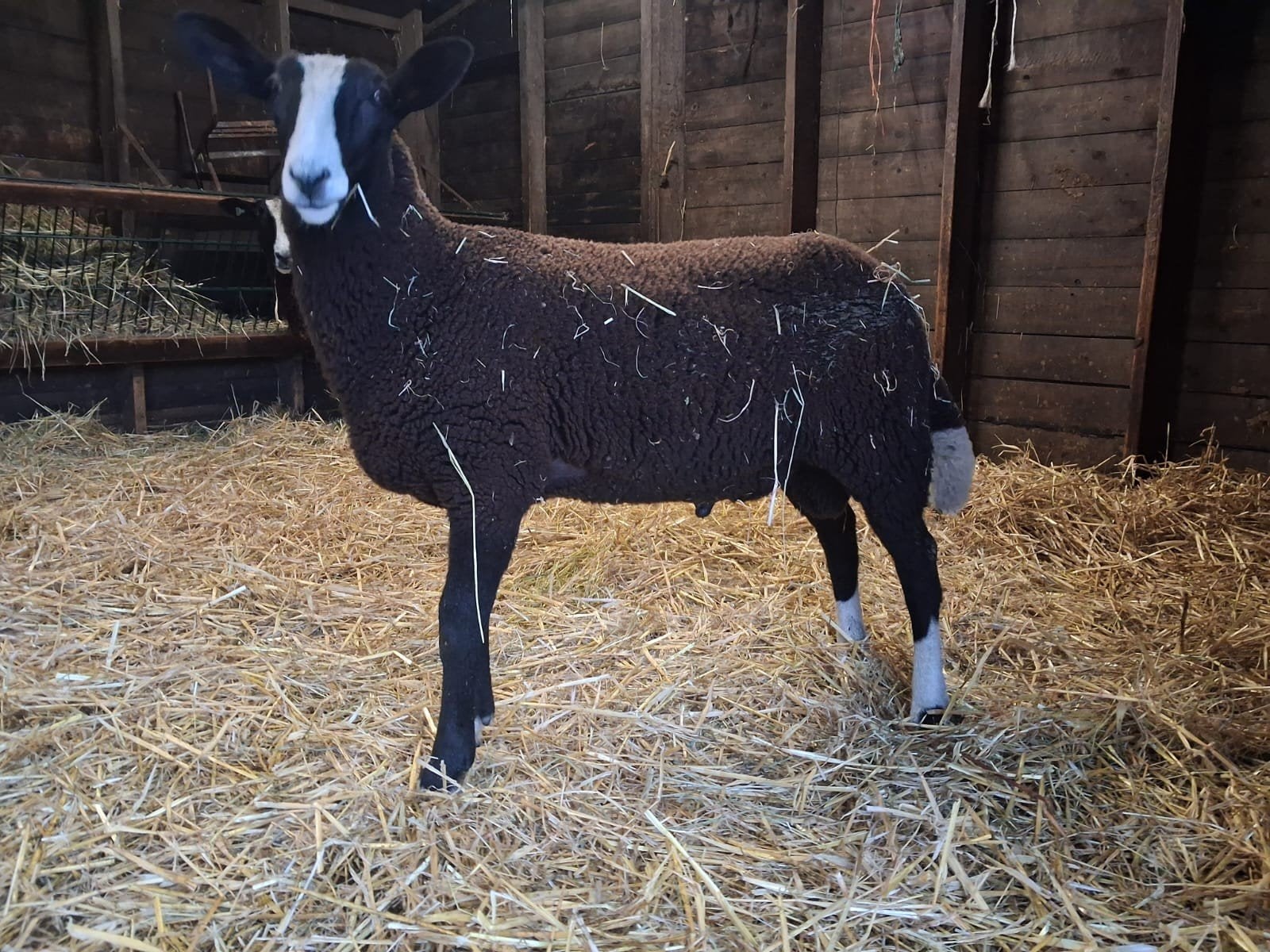 zwartbles ram Q koorts gevaccineerd.