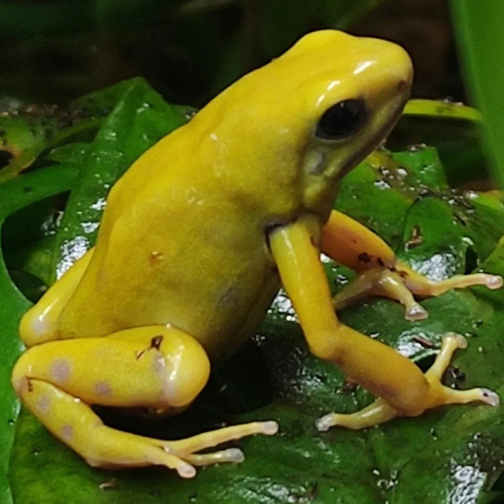 Dendrobates auratus 'El oro'