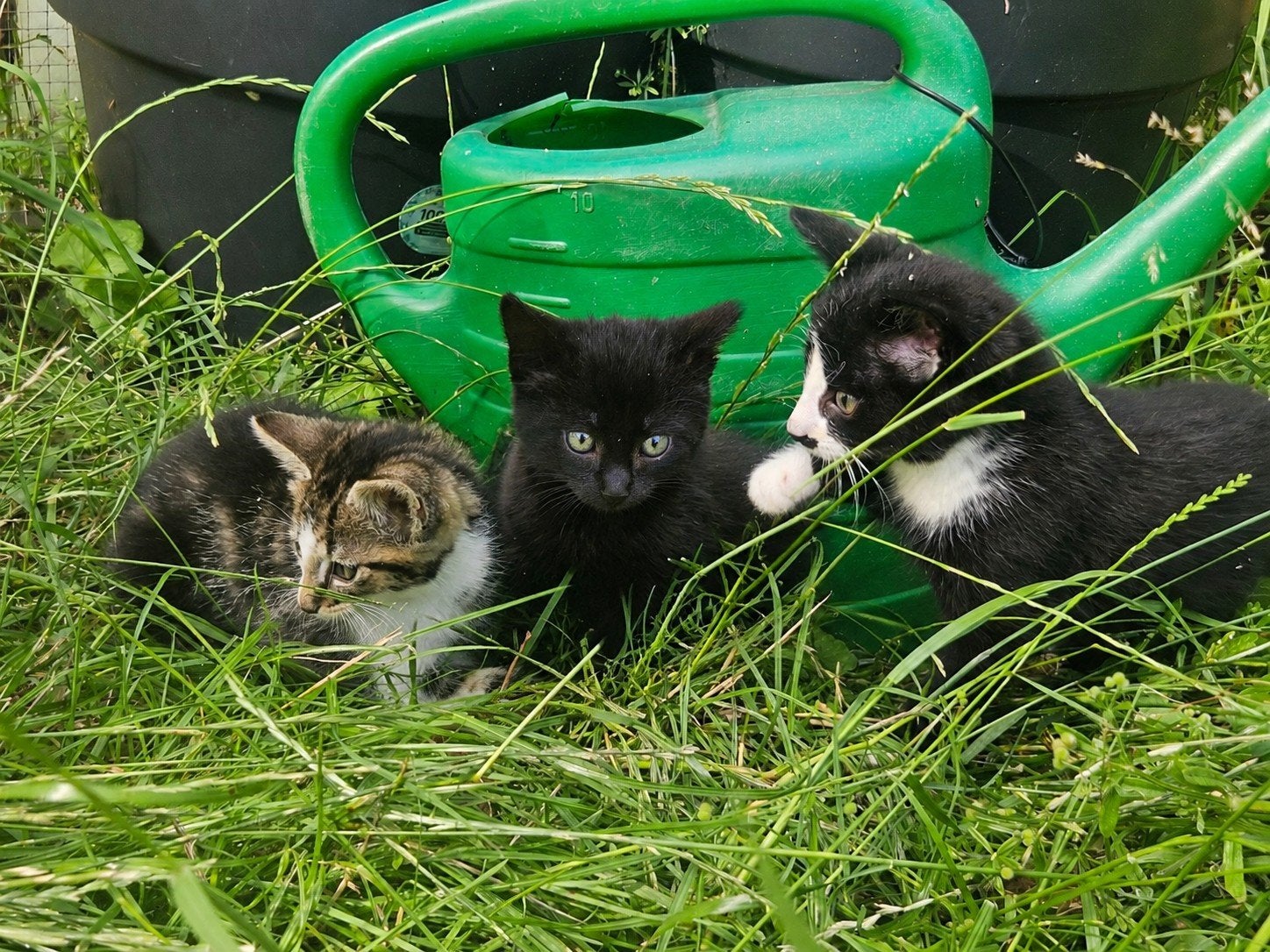 (Half) langharige kittens, Dieren en Toebehoren, Meerdere dieren, Langharig, 0 tot 2 jaar