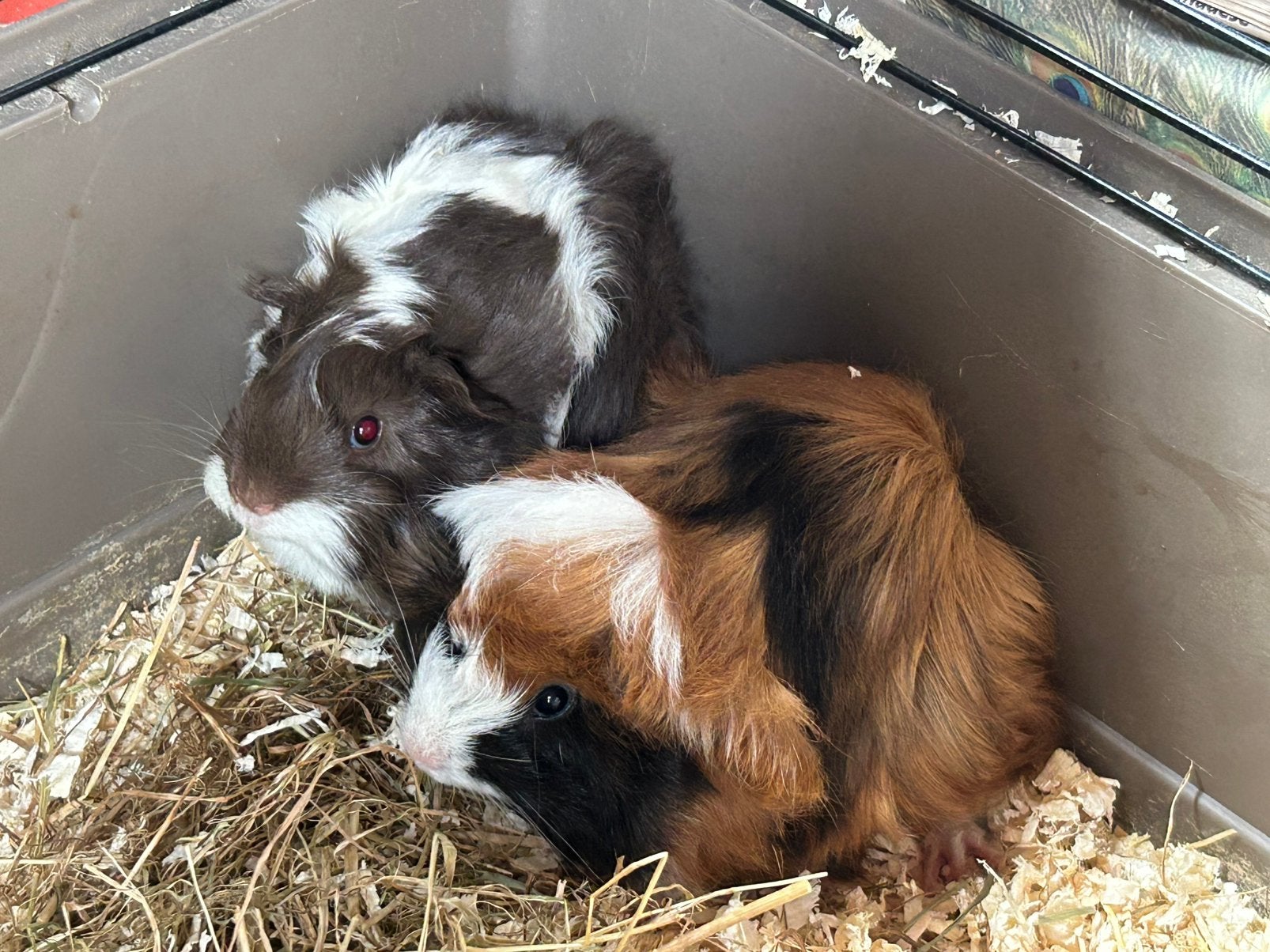Twee jonge cavia mannetjes (peruvian x borstel), Dieren en Toebehoren, Knaagdieren, Mannelijk, Cavia, Mei