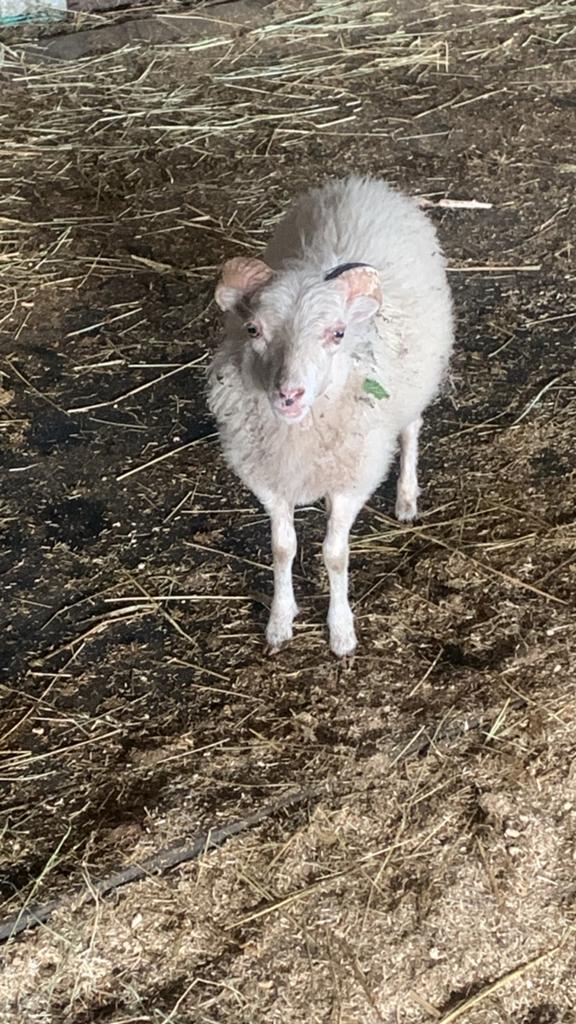 Mooi quassant ram te koop, Mannelijk, Schaap