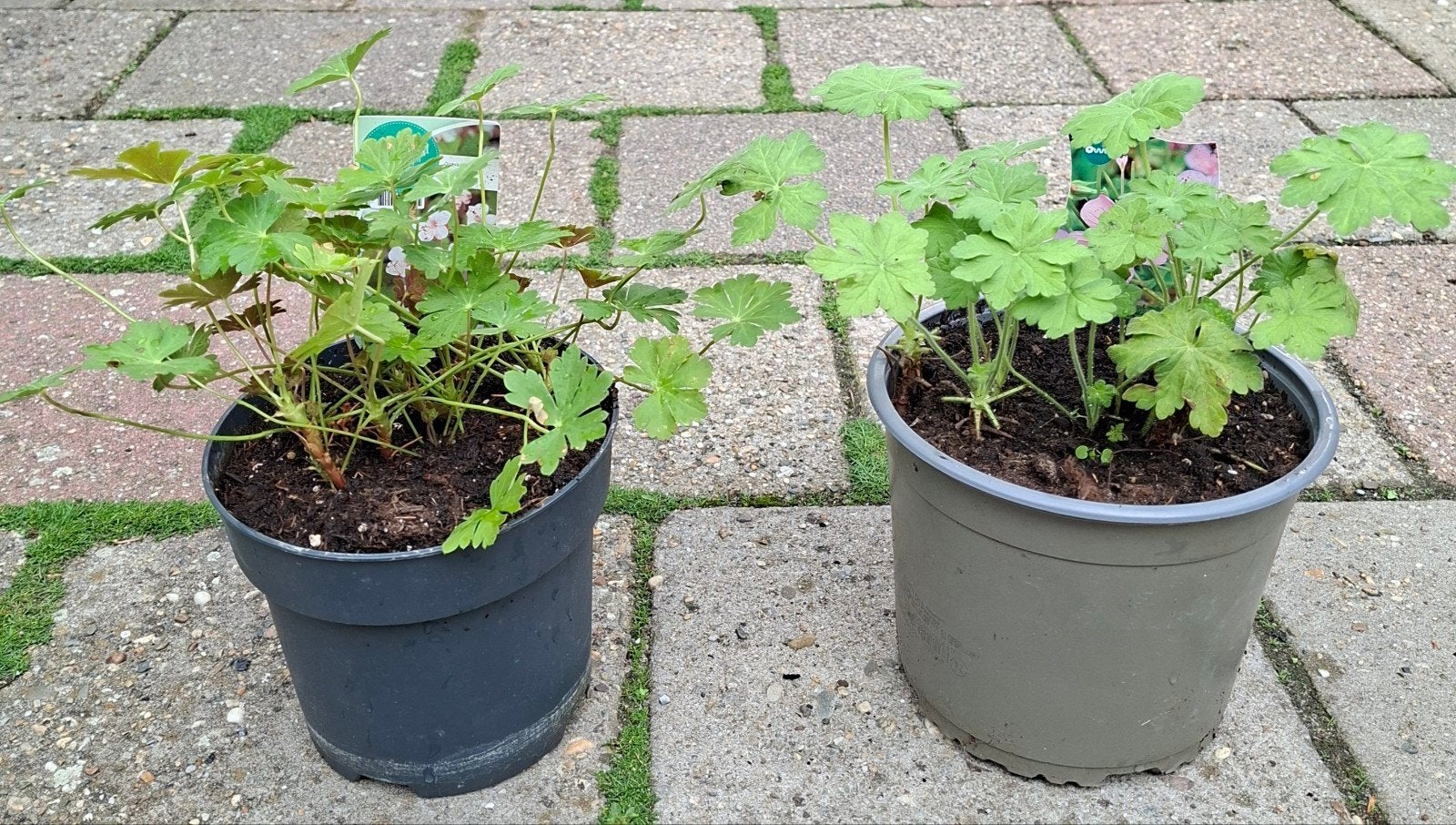 Ooievaarsbek Tuin geranium, Ophalen, Overige soorten, Volle zon