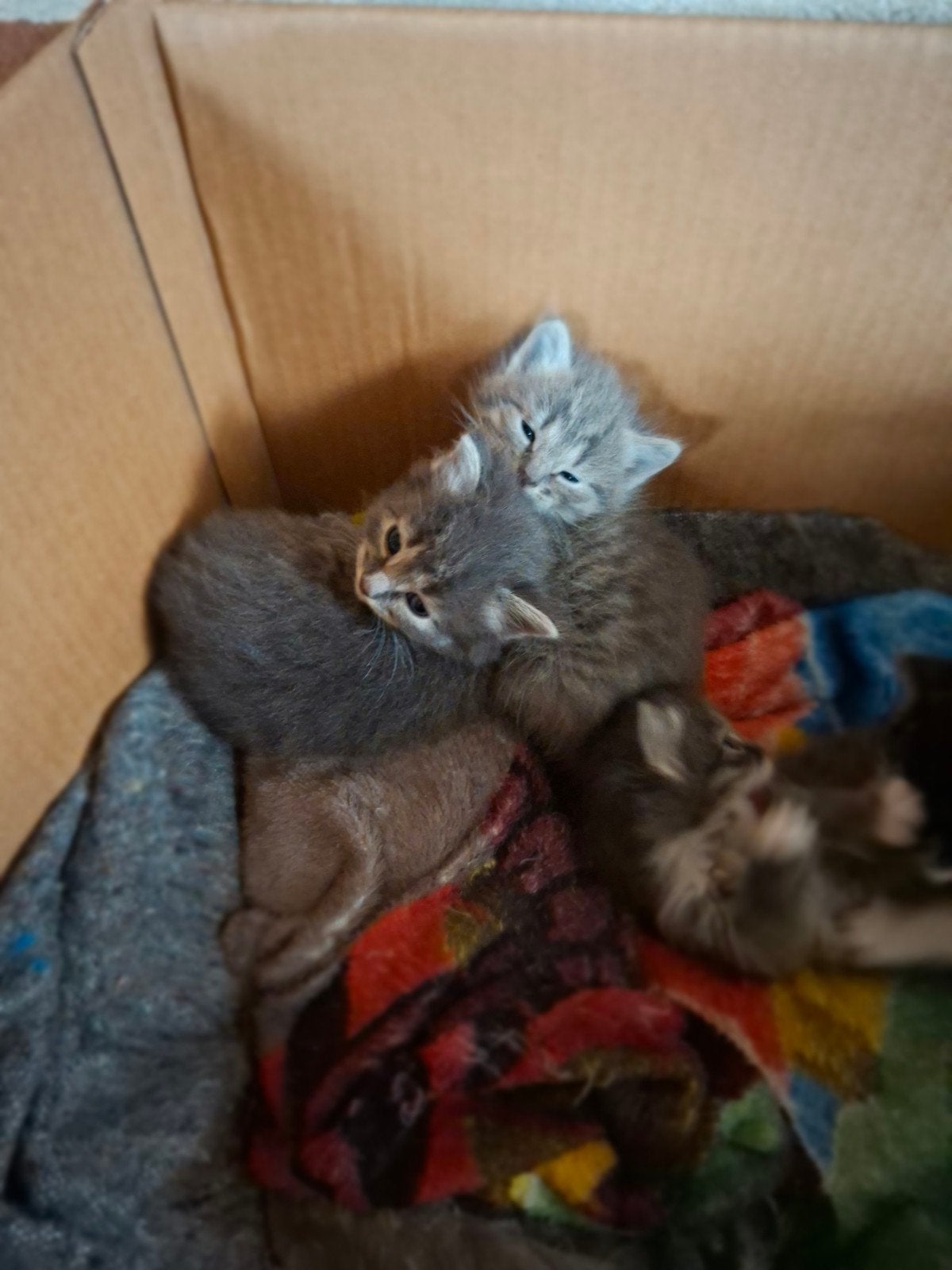 kittens nu 5 weken oud, Meerdere dieren, 0 tot 2 jaar