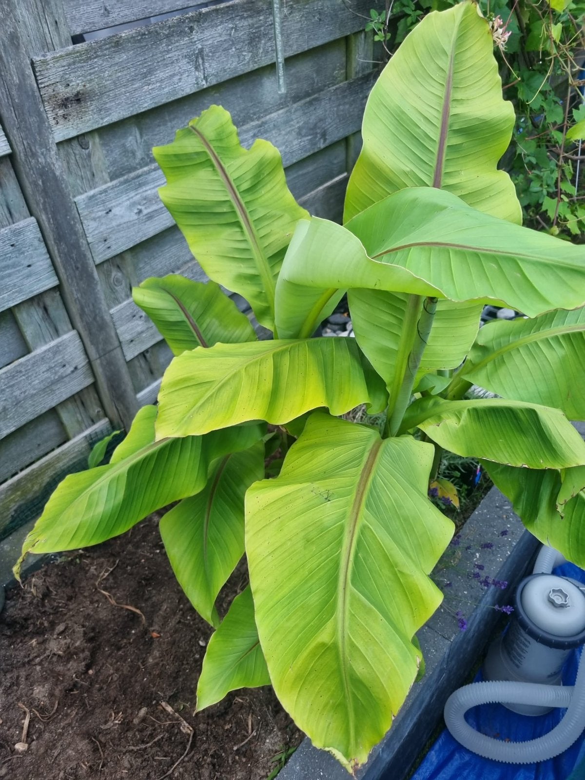 Bananenplant musa basjoo, Ophalen, Minder dan 100 cm, Overige soorten, Zomer