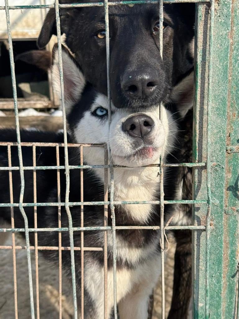 Hulp Gezocht: hondenvoer voor Roemeens asielen, Dieren en Toebehoren, Ophalen of Verzenden, Hond