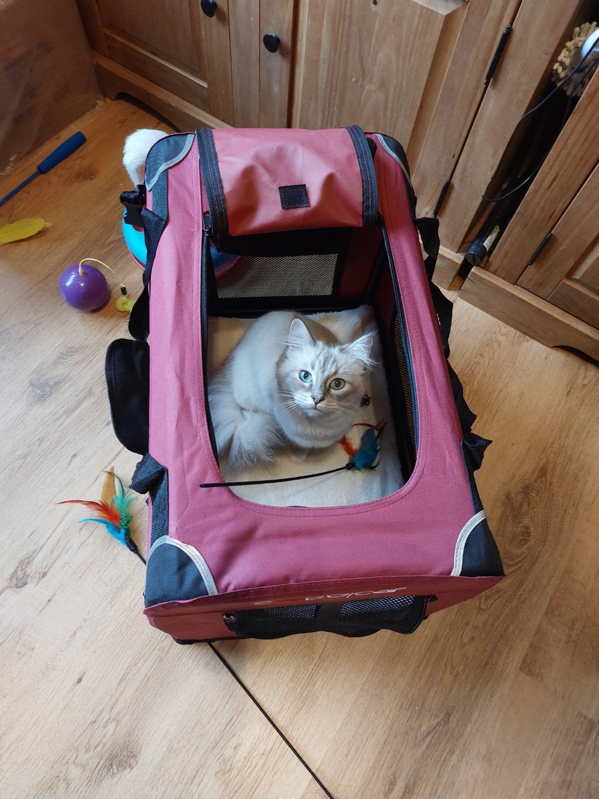 ragdoll poes, Poes, Gechipt, 0 tot 2 jaar