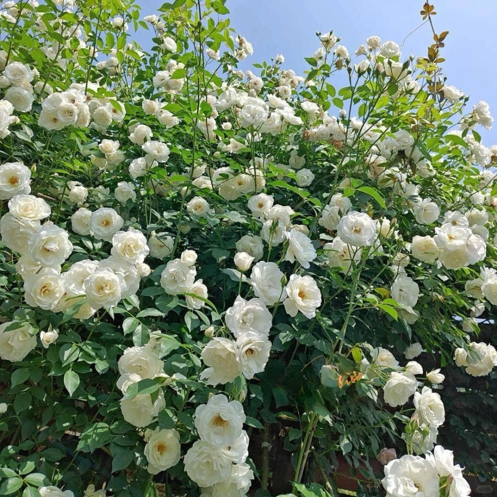 Witte klimroos met bloemknop- Climbing Iceberg- Doorbloeiend, Tuin en Terras, Planten | Tuinplanten, Volle zon, Vaste plant, Ophalen of Verzenden