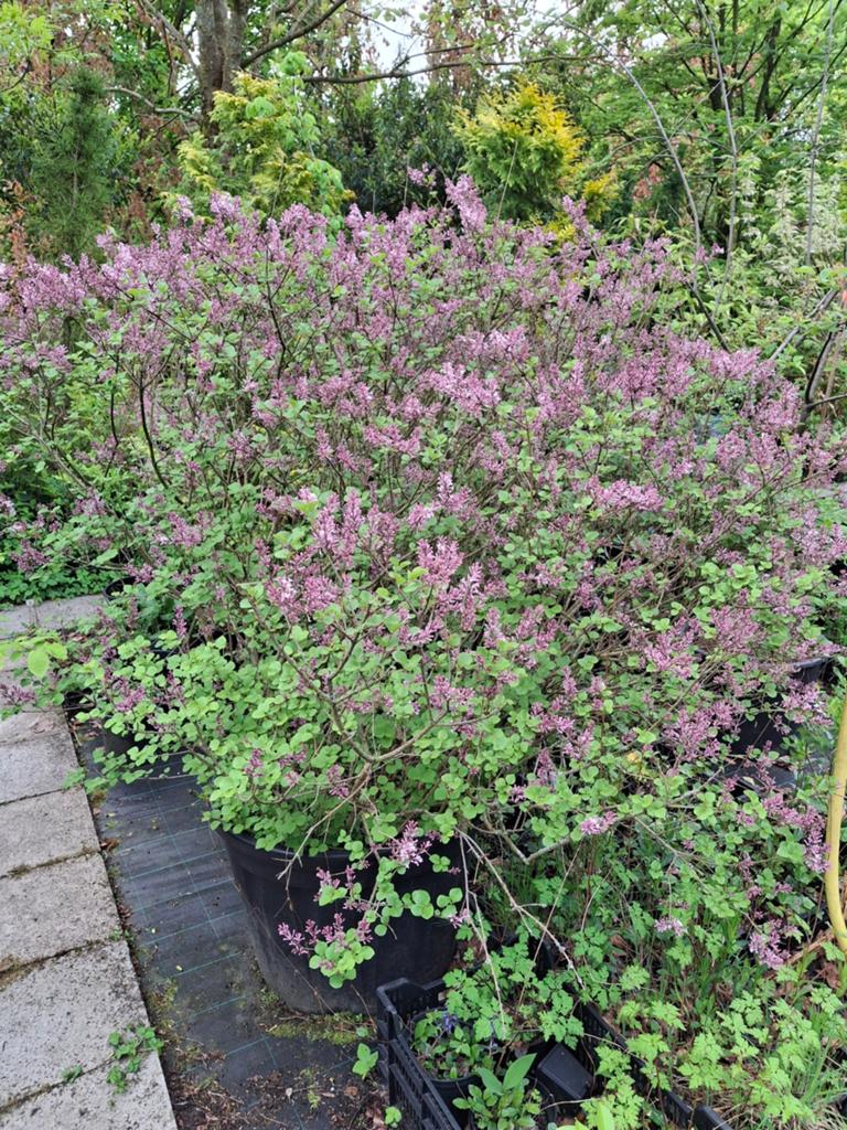 Grote Dwergsering (Syringa) in pot | Syringa meyeri 'Palibin, Volle zon, Vaste plant, Lente, Ophalen