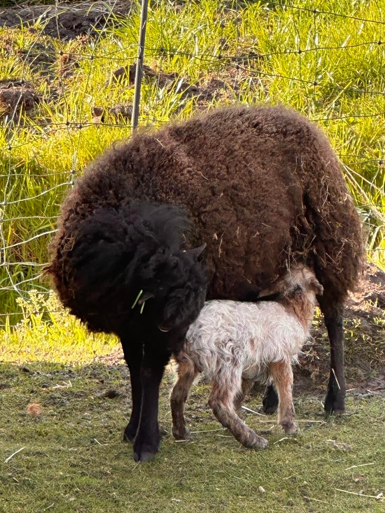 Oussant ooien met lammetjes, Dieren en Toebehoren, Vrouwelijk, Schaap