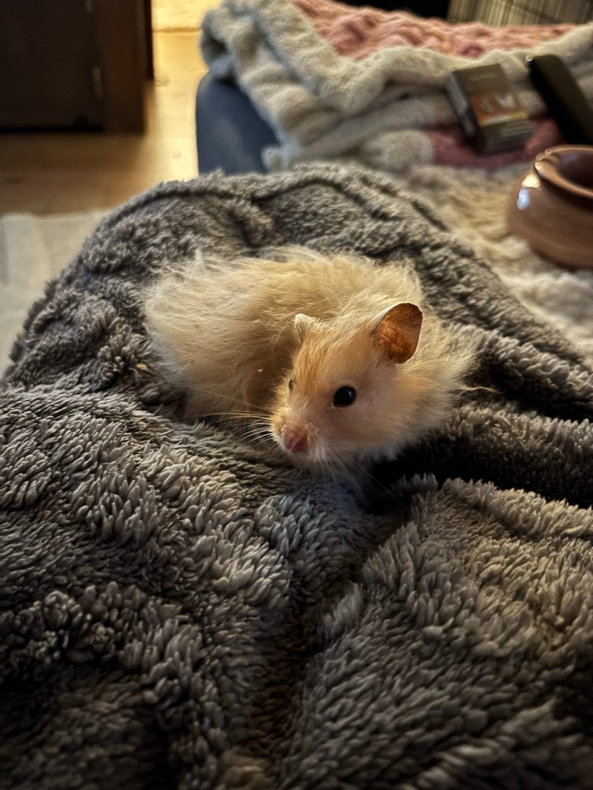 Goudhamster man met kooi, Dieren en Toebehoren, Knaagdieren, Hamster, Mannelijk, December, Tam